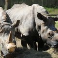 PARC ANIMALIER DE THOIRY - Goûter de Rhinocéros