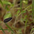 Germination