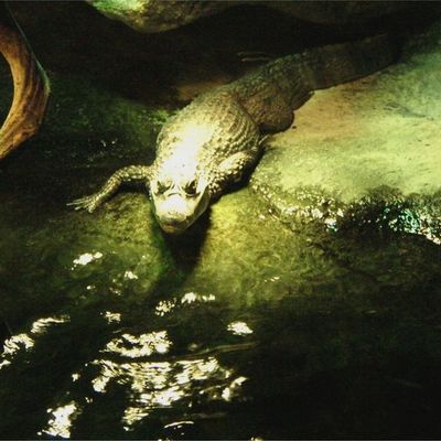 Les Crocodiles, Caïmans et Alligators