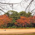 Shinjuku Gyoen 15 jours après