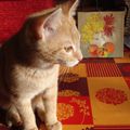 Ginger et la nature morte