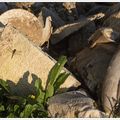 Biodiversité du dépotoir ...