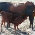 Une semaine à la ferme