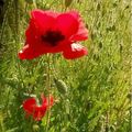 Drouot - ♫ Gentil coquelicot ♪...