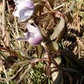 Jonquilles