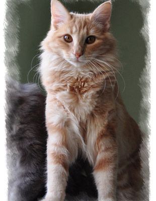 Foxy Lady de Løve Woods