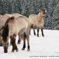 Le cheval Konik Polski (Parc polaire de Chaux-neuve)