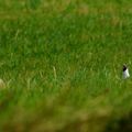 mouette rieuse