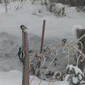 Chronique d'un jardin sous la neige.