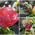 Le bouquet du vendredi