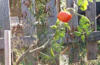 Hope, la tomate qui inspire toutes les autres