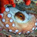 Poulpe (Octopus vulgaris)