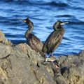 Cormorans huppés à la Parata