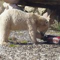 L'ours polaire 