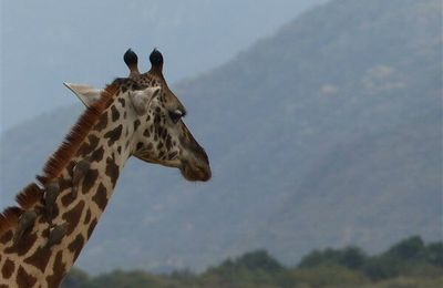 Girafes 4 - Afrique de l'Est