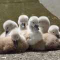 ♥ Famille cygnes ♥