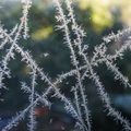 L'ART n'est-il pas fondamentalement l'apanage de la Nature ?