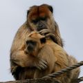 PRIMATES - HURLEUR Noir - Alouatta caraya 