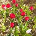 JARDIN AVEC TULIPES