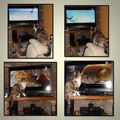 L'intérêt d'un chat pour la tv!!!
