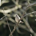 les oiseaux dans mon jardin