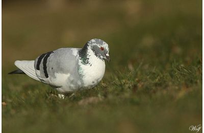 Pigeon biset : Columba livia