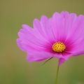 Cosmos rose