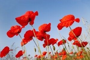 Un autre mois de coquelicots