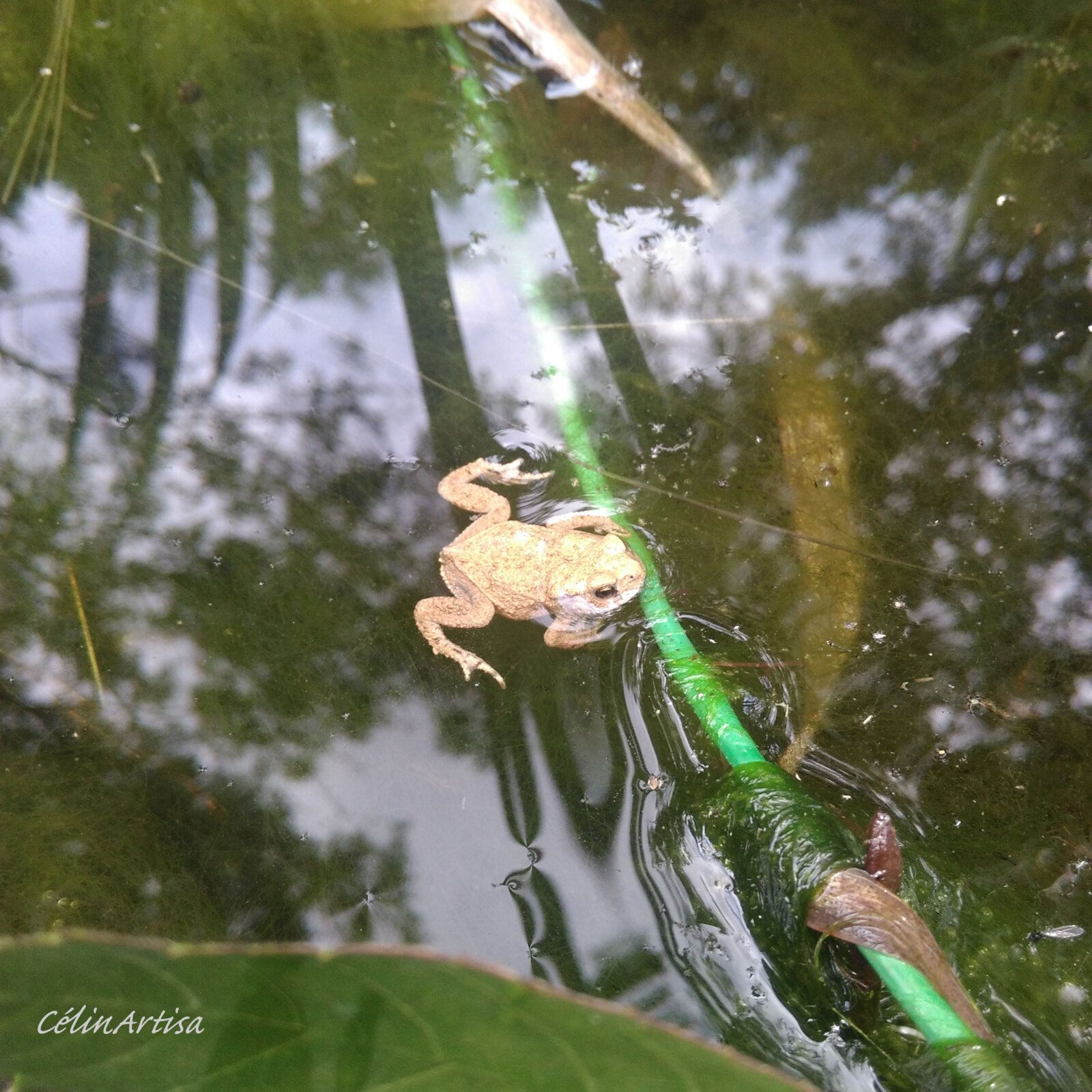 petit crapaud (photo CF)