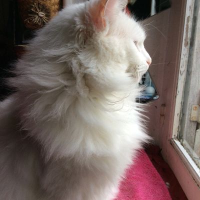 La nouvelle petite à des dons de chasseresse