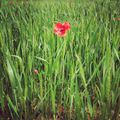 le coquelicot...