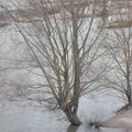 Arbre du milieu du pont, branches commes des traits de pinceau à l' aquarelle