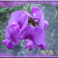 Série de fleurs violettes