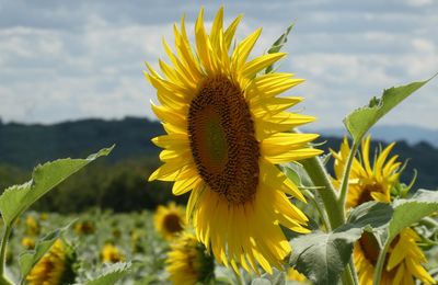 LES TOURNESOLS...