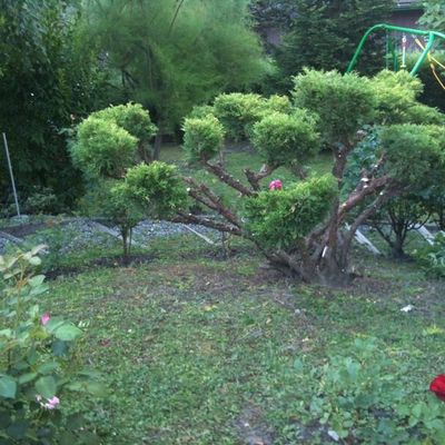 Cypres rampant: taille 