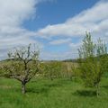 Balade dans le vignoble de Dorlisheim