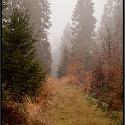 11 novembre 2009, dans les bois ardennais