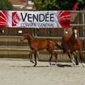 Le trophée des foals Vendéens au haras 