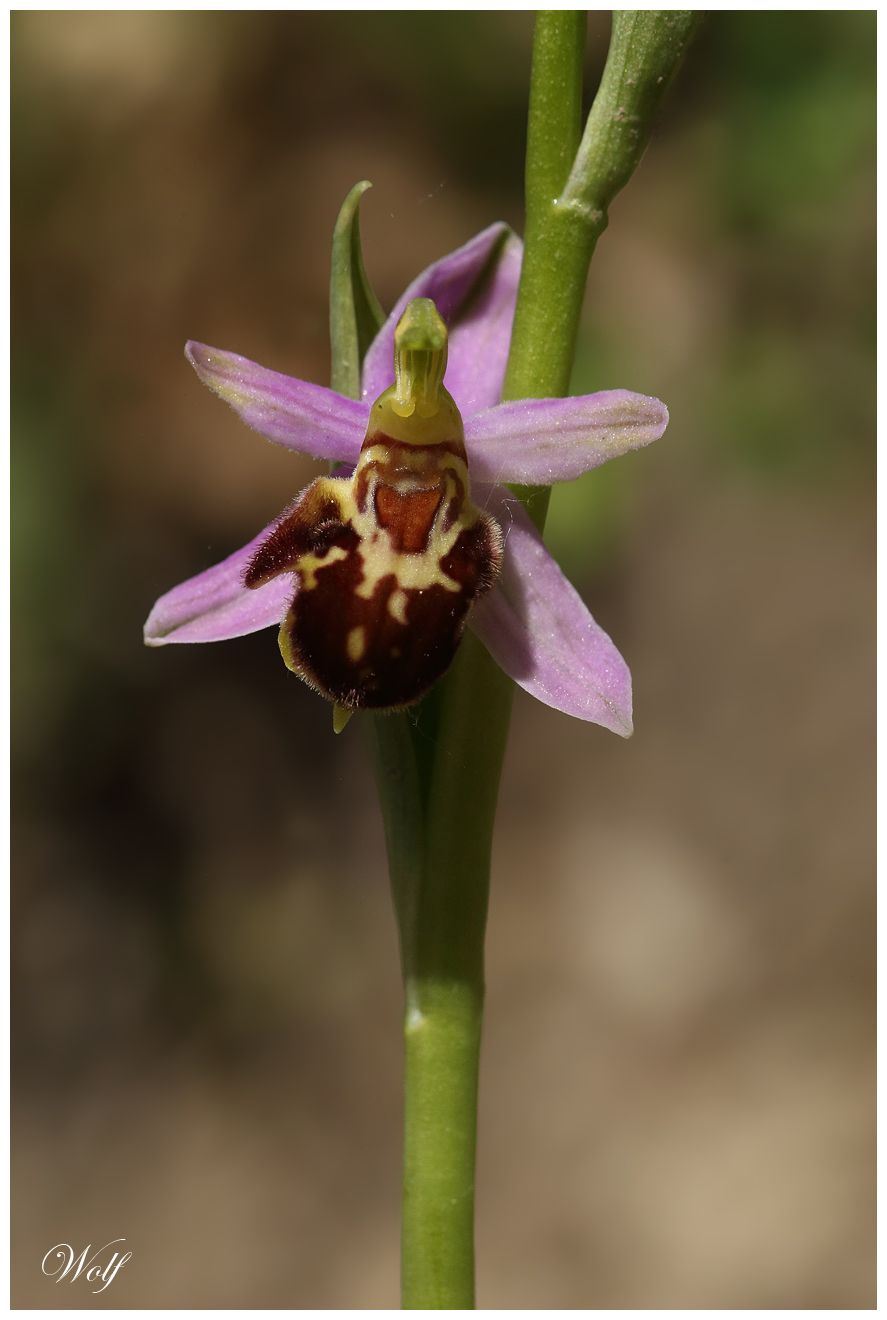 op-apifera-sgdc-25-01
