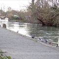 Quai des canards ...