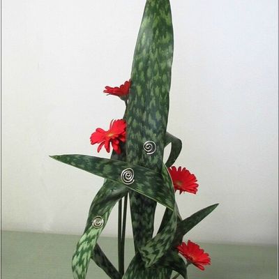 Sanseveria