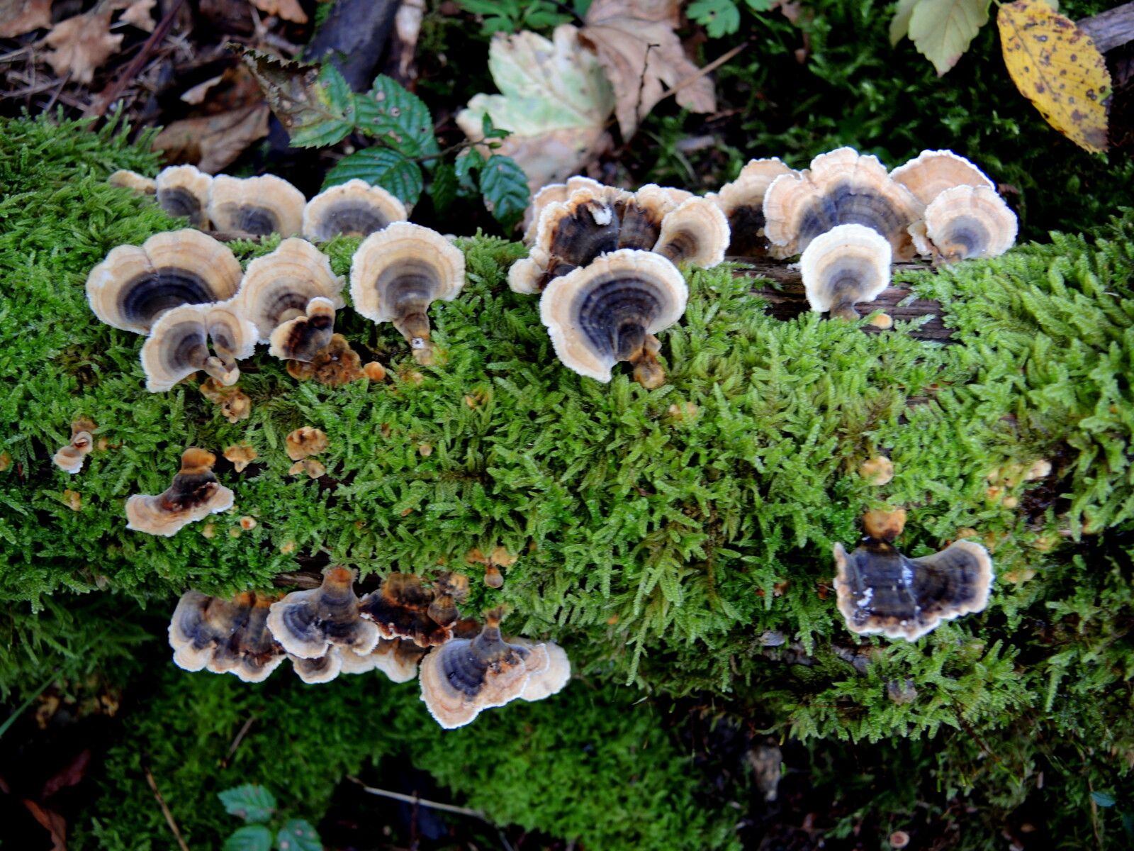 Corancy, dans les bois, champignons. (58)