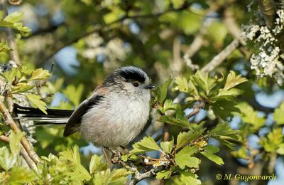 Une visite matinale : la mésange à longue queue