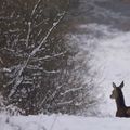 Biche dans la neige