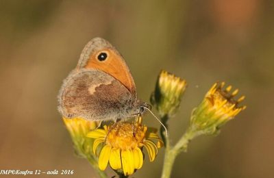 Papillons sur le Guilhaumard