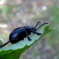 timarcha tenebricosa