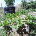 le potager en juin