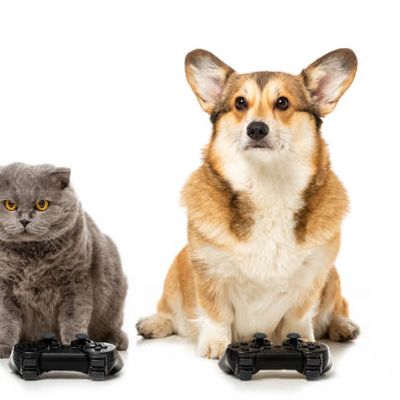 Les Chats de Caro38 !