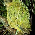 Le kakapo !