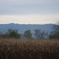 balade entre fôret noire et vosges du maïs 3